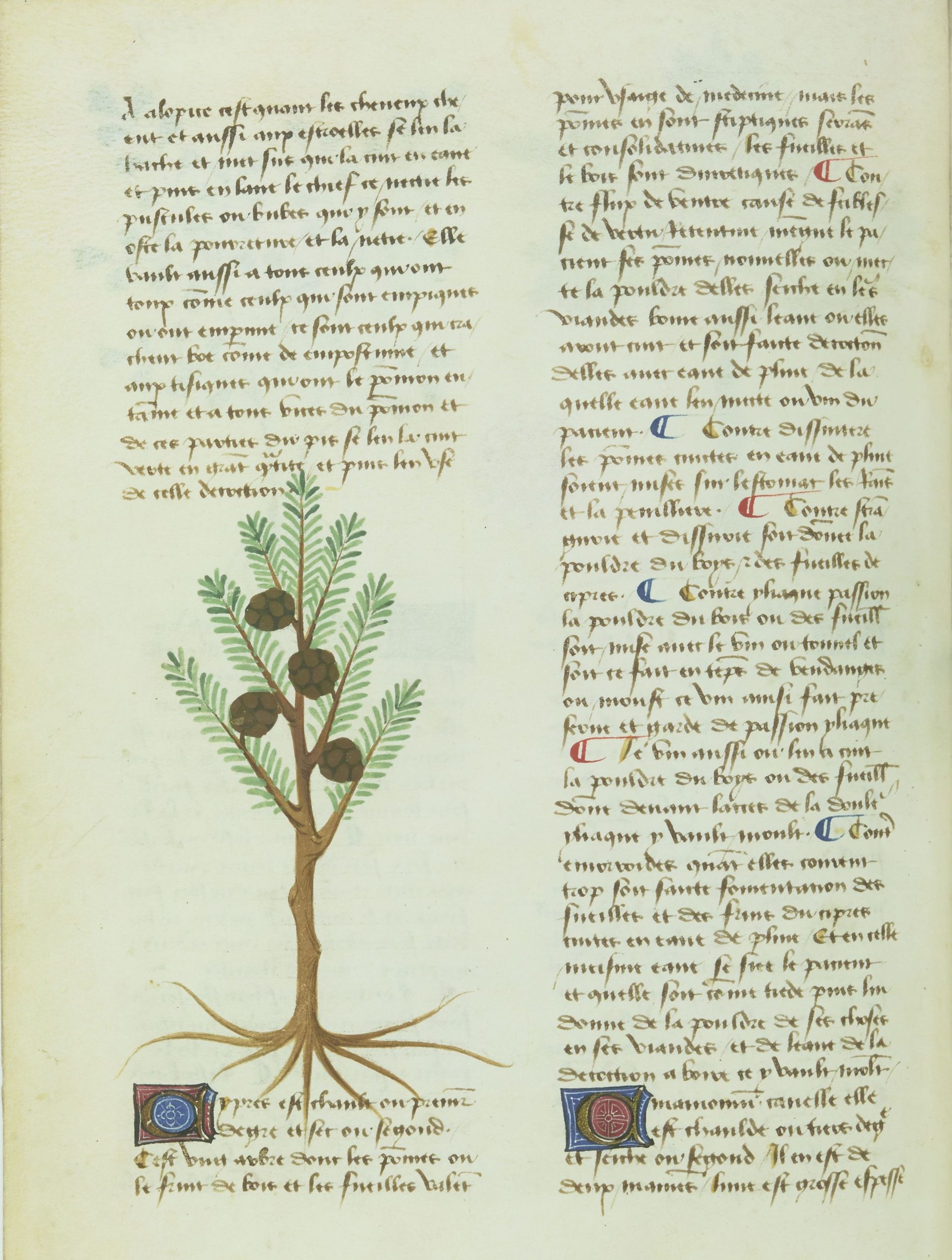  Le cyprès. Livre des simples médecines, BnF, Français 1311, f. 1v, XVe siècle.