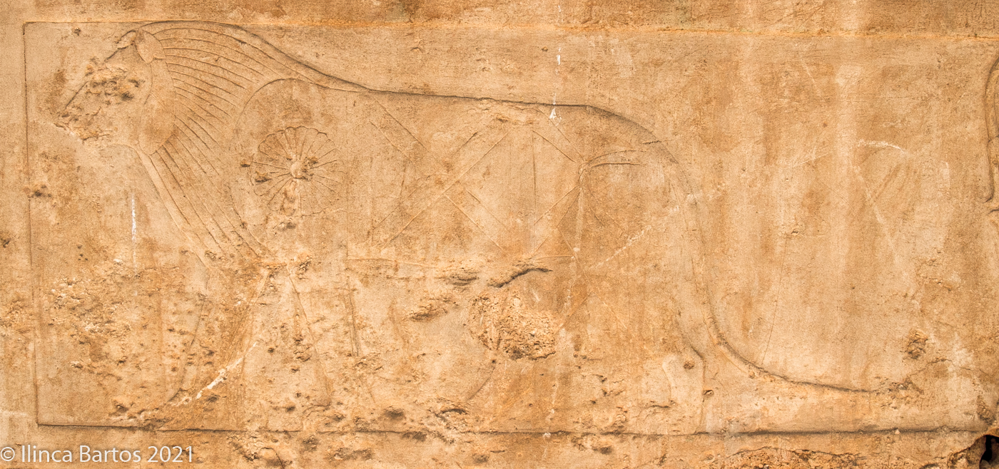 Lionne (Bastet ?) dotée d’une perruque divine striée (complexe funéraire d’Ânkhnespépy II, VIe dynastie ; © Ilinca Bartos).