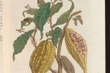 Représentation du cacao par Maria Sibylla Merian (1647-1717), dans l’ouvrage Metamorphosis insectorum surinamensium paru en 1705
