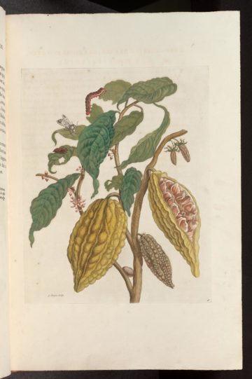 Représentation du cacao par Maria Sibylla Merian (1647-1717), dans l’ouvrage Metamorphosis insectorum surinamensium paru en 1705
